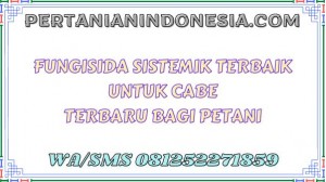 Fungisida Sistemik Terbaik Untuk Cabe Terbaru Bagi Petani