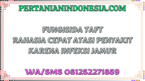 Fungisida Taft Rahasia Cepat Atasi Penyakit Karena Infeksi Jamur