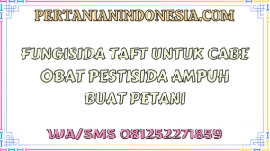 Fungisida Taft Untuk Cabe Obat Pestisida Ampuh Buat Petani
