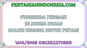Fungisida Terbaik Di Musim Hujan Solusi Unggul Untuk Petani
