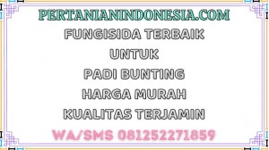 Fungisida Terbaik Untuk Padi Bunting Harga Murah Kualitas Terjamin