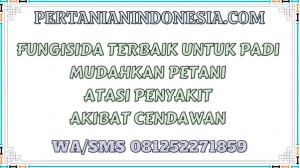 Fungisida Terbaik Untuk Padi Mudahkan Petani Atasi Penyakit Akibat Cendawan