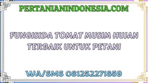 Fungisida Tomat Musim Hujan Terbaik Untuk Petani