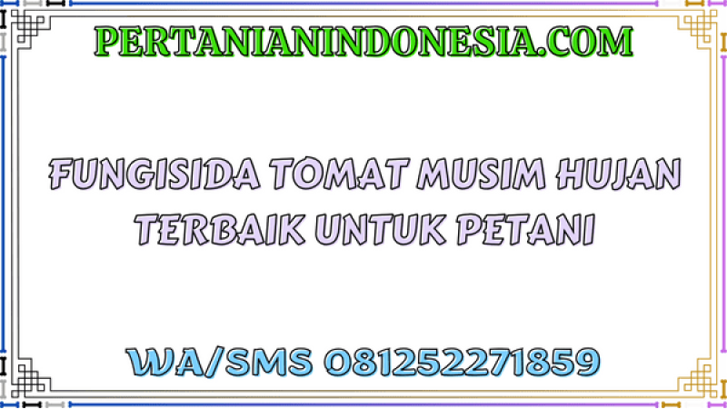 Fungisida Tomat Musim Hujan Terbaik Untuk Petani