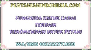 Fungisida Untuk Cabai Terbaik Rekomendasi Untuk Petani