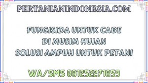 Fungisida Untuk Cabe Di Musim Hujan Solusi Ampuh Untuk Petani