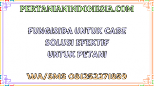 Fungisida Untuk Cabe Solusi Efektif Untuk Petani