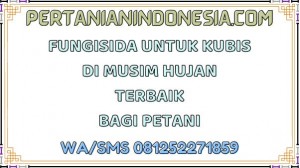 Fungisida Untuk Kubis Di Musim Hujan Terbaik Bagi Petani