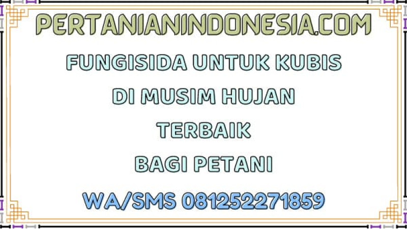 Fungisida Untuk Kubis Di Musim Hujan Terbaik Bagi Petani