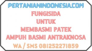 Fungisida Untuk Membasmi Patek Ampuh Basmi Antraknosa