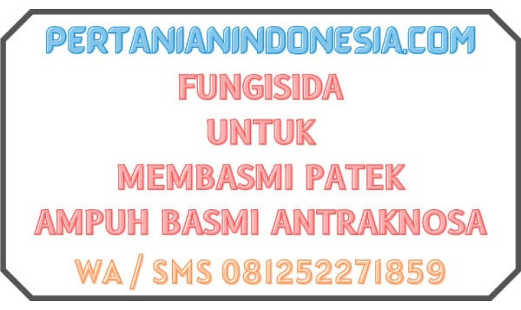 Fungisida Untuk Membasmi Patek Ampuh Basmi Antraknosa