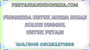 Fungisida Untuk Musim Hujan Solusi Unggul Untuk Petani