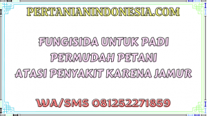 Fungisida Untuk Padi Permudah Petani Atasi Penyakit Karena Jamur