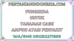 Fungisida Untuk Tanaman Cabe Ampuh Atasi Penyakit