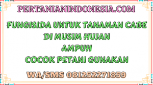 Fungisida Untuk Tanaman Cabe Di Musim Hujan Ampuh Cocok Petani Gunakan