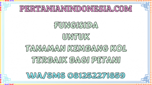 Fungisida Untuk Tanaman Kembang Kol Terbaik Bagi Petani