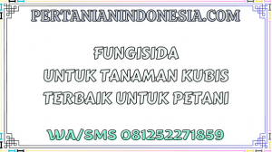 Fungisida Untuk Tanaman Kubis Terbaik Untuk Petani
