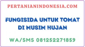Fungisida Untuk Tomat Di Musim Hujan
