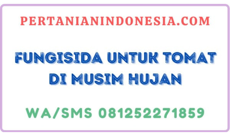 Fungisida Untuk Tomat Di Musim Hujan