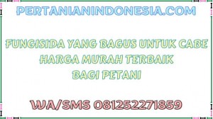 Fungisida Yang Bagus Untuk Cabe Harga Murah Terbaik Bagi Petani