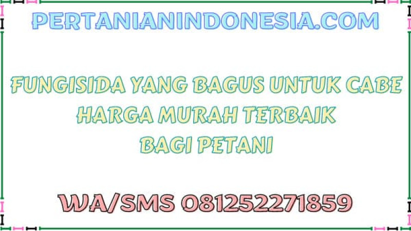 Fungisida Yang Bagus Untuk Cabe Harga Murah Terbaik Bagi Petani