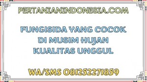 Fungisida Yang Cocok Di Musim Hujan Kualitas Unggul