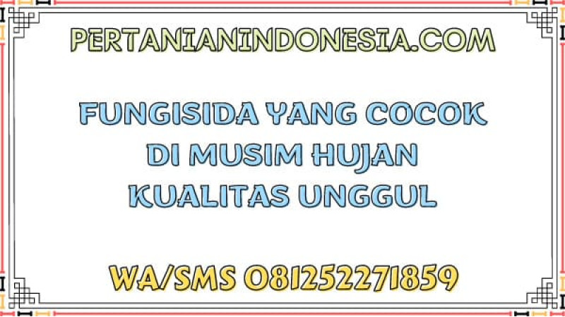 Fungisida Yang Cocok Di Musim Hujan Kualitas Unggul