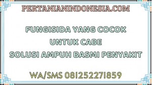 Fungisida Yang Cocok Untuk Cabe Solusi Ampuh Basmi Penyakit