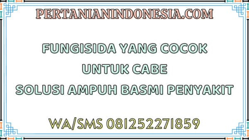 Fungisida Yang Cocok Untuk Cabe Solusi Ampuh Basmi Penyakit