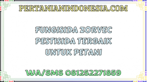 Fungisida Zorvec Pestisida Terbaik Untuk Petani
