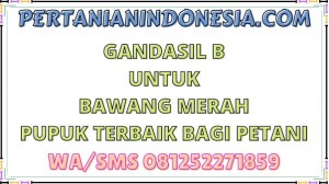 Gandasil B Untuk Bawang Merah Pupuk Terbaik Bagi Petani