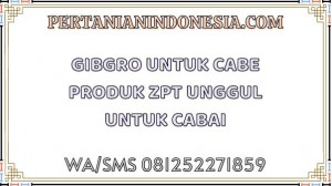 Gibgro Untuk Cabe Produk ZPT Unggul Untuk Cabai