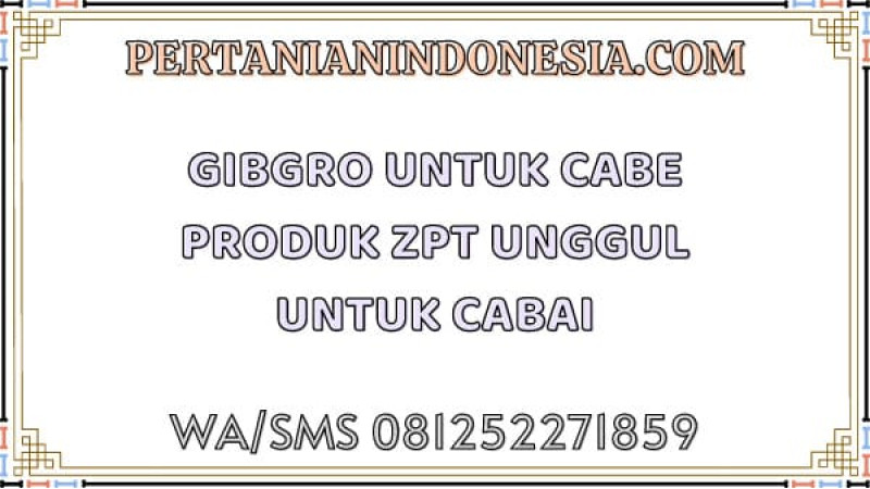 Gibgro Untuk Cabe Produk ZPT Unggul Untuk Cabai