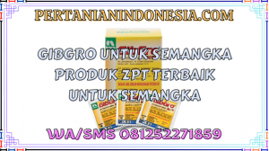 Gibgro Untuk Semangka Produk ZPT Terbaik Untuk Semangka
