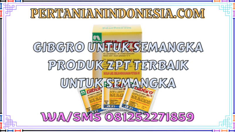 Gibgro Untuk Semangka Produk ZPT Terbaik Untuk Semangka