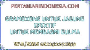 Gramoxone Untuk Jagung Efektif Untuk Membasmi Gulma 