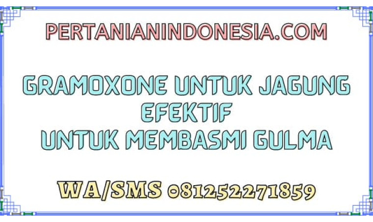 Gramoxone Untuk Jagung Efektif Untuk Membasmi Gulma 