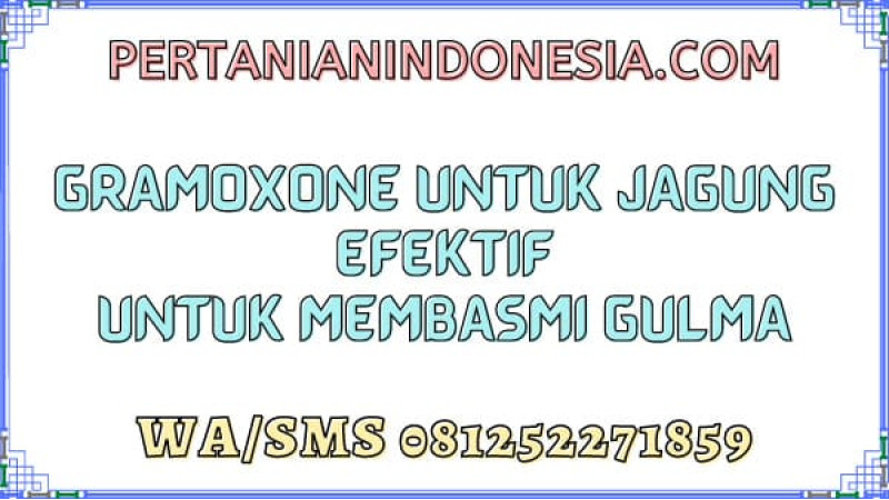 Gramoxone Untuk Jagung Efektif Untuk Membasmi Gulma 
