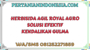 Herbisida Agil Royal Agro Solusi Efektif Kendalikan Gulma