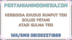 Herbisida Khusus Rumput Teki Solusi Petani Atasi Gulma Teki