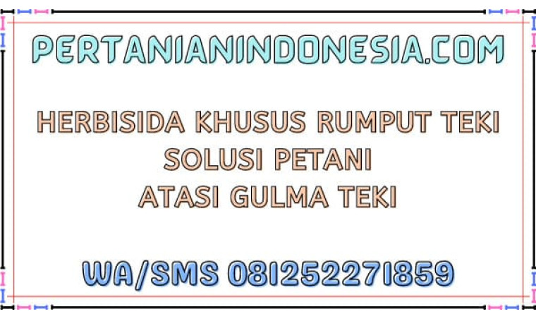 Herbisida Khusus Rumput Teki Solusi Petani Atasi Gulma Teki