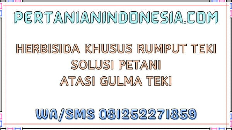Herbisida Khusus Rumput Teki Solusi Petani Atasi Gulma Teki