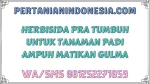 Herbisida Pra Tumbuh Untuk Tanaman Padi Ampuh Matikan Gulma