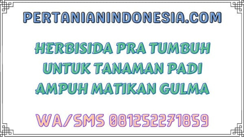 Herbisida Pra Tumbuh Untuk Tanaman Padi Ampuh Matikan Gulma