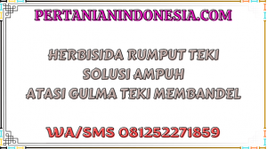 Herbisida Rumput Teki Solusi Ampuh Atasi Gulma Teki Membandel