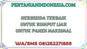 Herbisida Terbaik Untuk Rumput Liar Untuk Panen Maksimal
