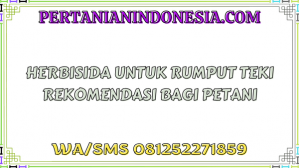Herbisida Untuk Rumput Teki Rekomendasi Bagi Petani