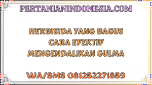 Herbisida Yang Bagus Cara Efektif Mengendalikan Gulma