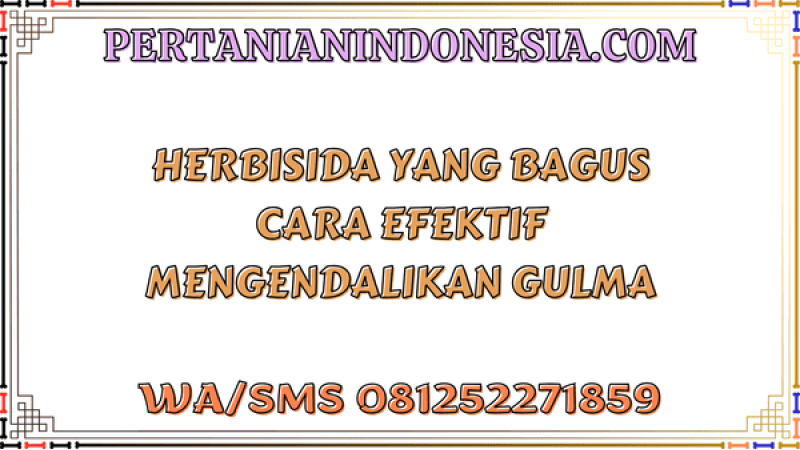 Herbisida Yang Bagus Cara Efektif Mengendalikan Gulma