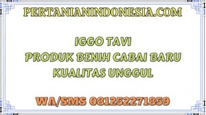 Iggo Tavi Produk Benih Cabai Baru Kualitas Unggul